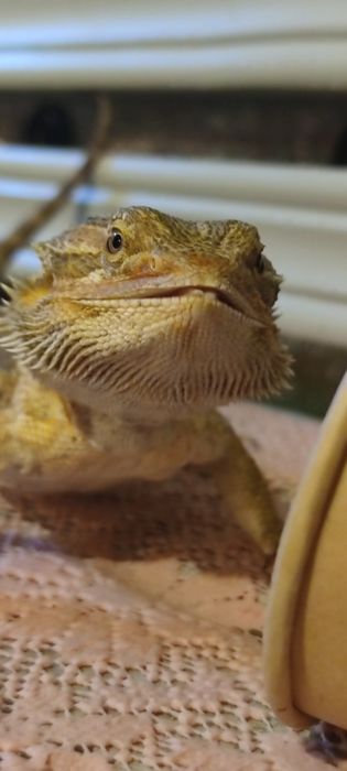 Продаётся самец агамы с террариумом