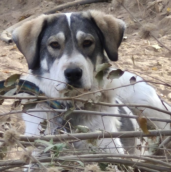 СобАчкИ кОмпаНьеНы сТорожа ОхраНиики