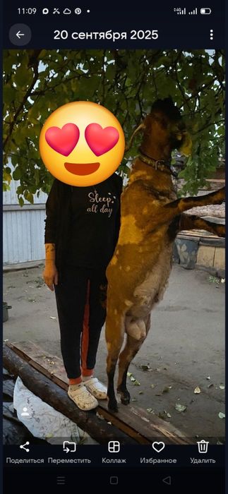 Продам козла на племя