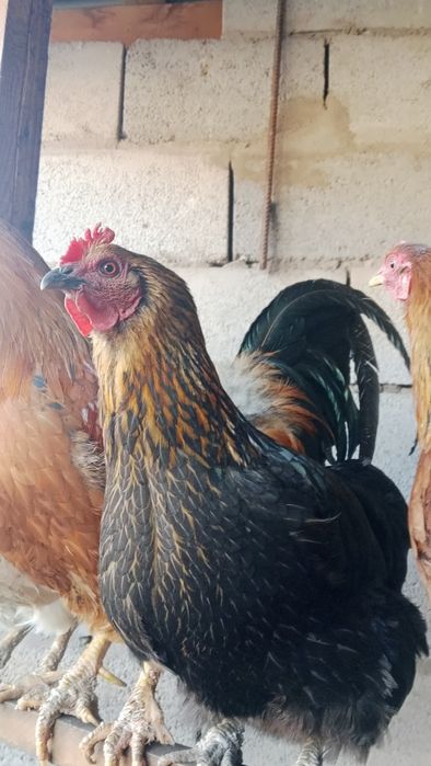 күрік тауыққа жұмыртқа салады