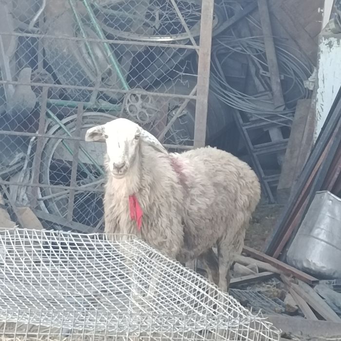 Продам барана матка