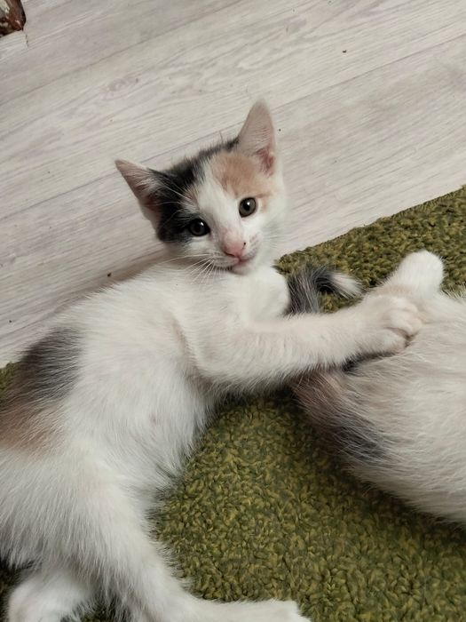 Бесплатно. Котят в добрые руки