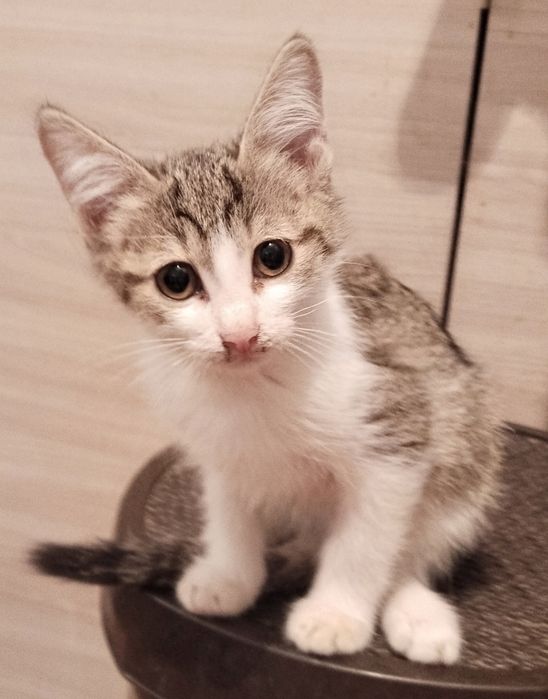 Отдам котят в хорошие руки