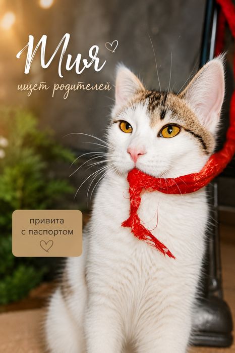 Котята в квартиру