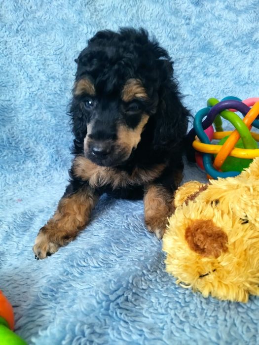 Малыши той пуделя