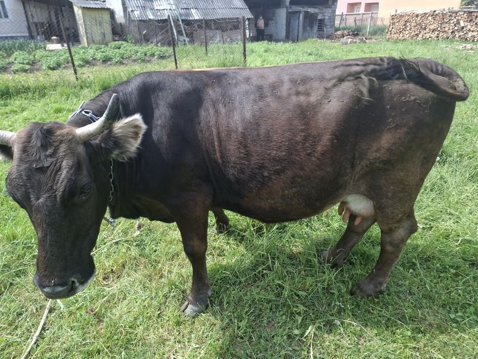 Vind vaca gestanta în 8 luni