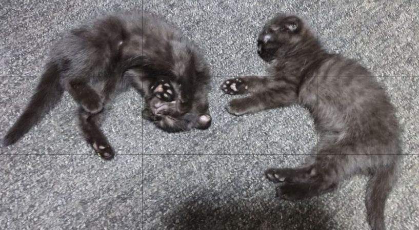 Продаются котята