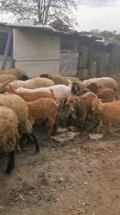 Oi și capre de vânzare