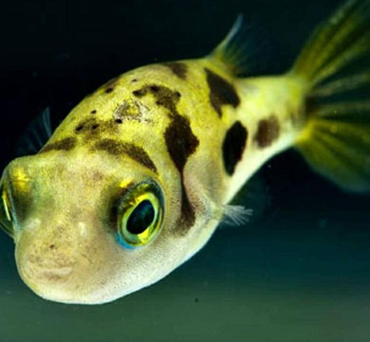 Продам  - тетрадон карликовый