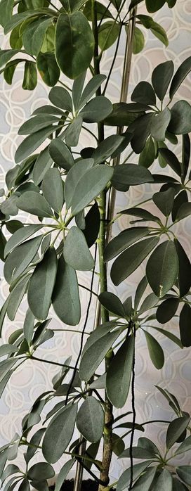 Комнатное растение Шеффлера