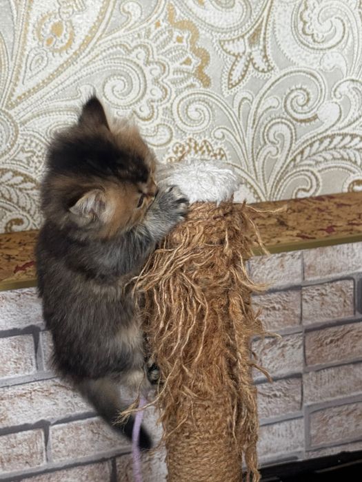 Продаются котята  британцы