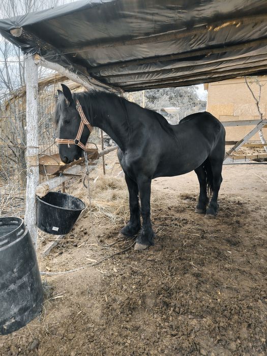 Iapa Frizian de 7 ani acte de Romania gestanta de 5 luni montata cu armasar Frizian cu pedigree și acte de Olanda merge la căruță și la calarie