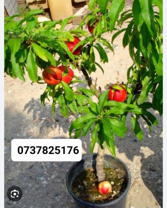 Vând pomi fructiferi columnari