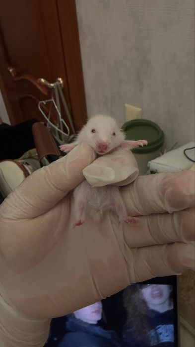 Сирийские хомяки