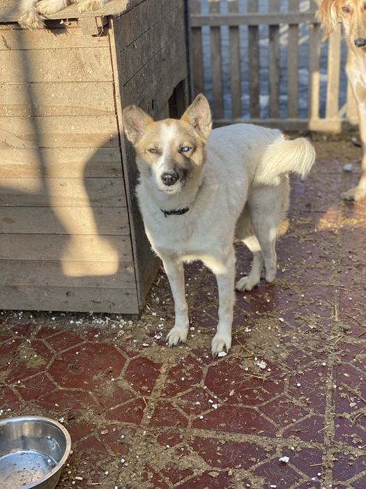 Собаки ищят дом есть доставка.