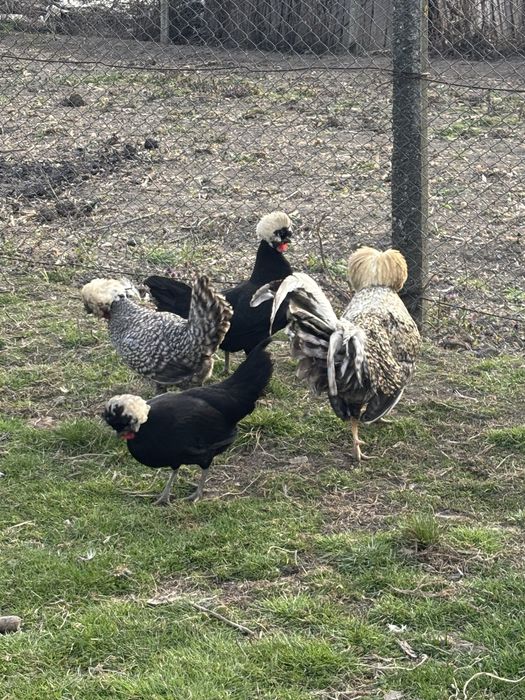 Vand ouă de moțată olendeza pt incubat și pui