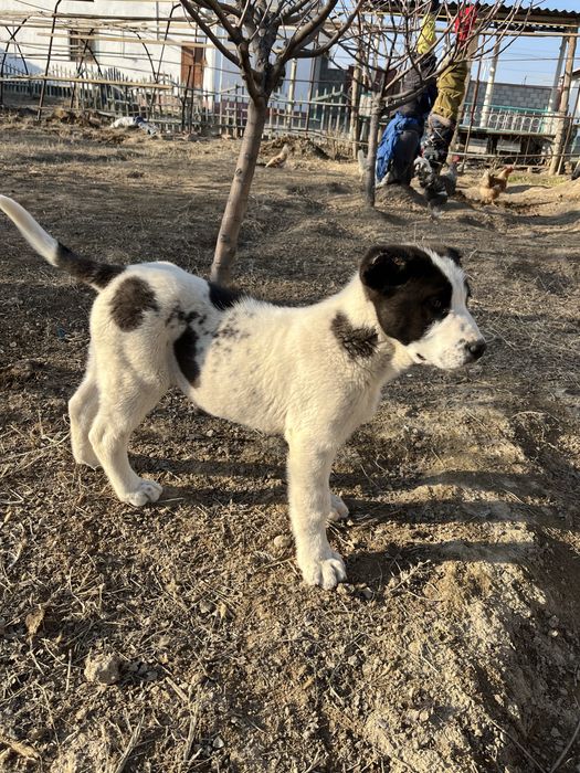 Алабай күшік сатылады