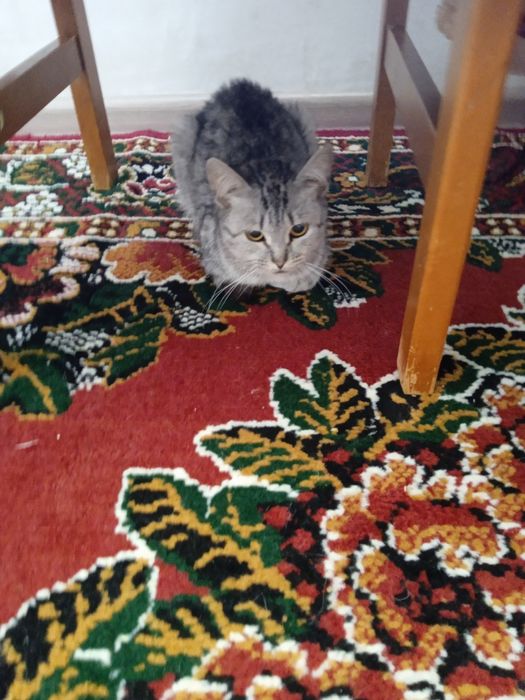 Молодые коты и кошки.