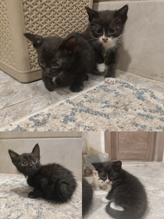 Отдам котят в хорошие руки