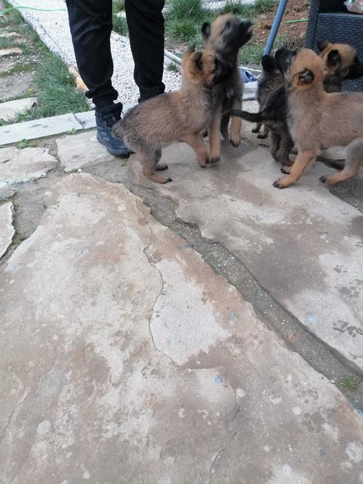 Малки кученца малиноа