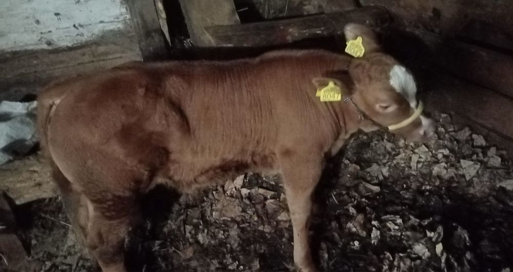 Vacă bălțată și vițel Angus