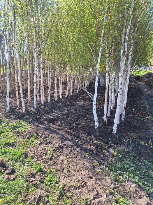 Vând mesteacăn alb ornamental Din propria producție