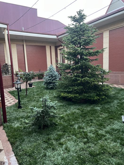 Gazon Optim Cheklanmagan Miqdorda