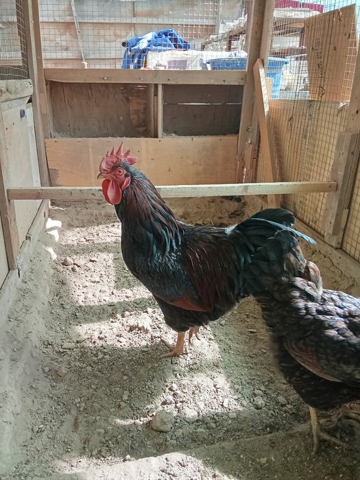 Барновельдер золото