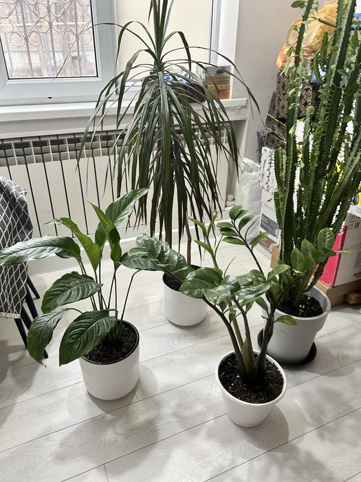 Красивые домашние цветы