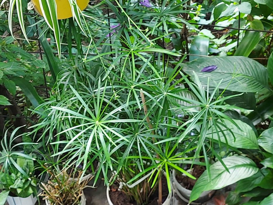 Циперусы большие