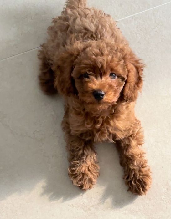 СРОЧНО! Той пудель щенок