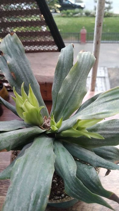 Алоэ вера , драцена компакта и литопсы