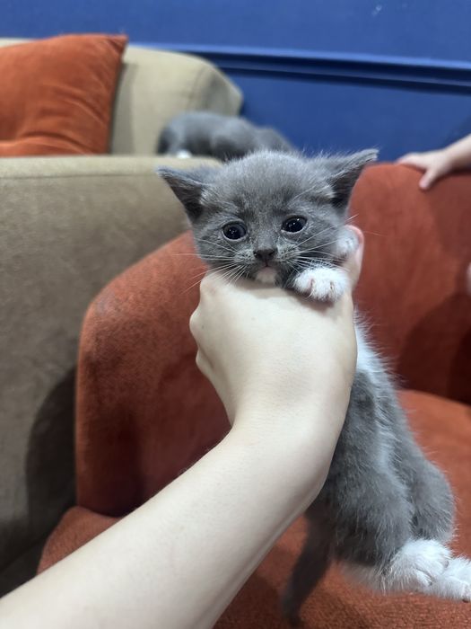 Отдам ДАРОМ котят