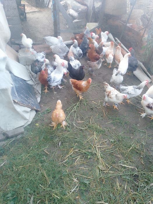 Pui de țară și cocos