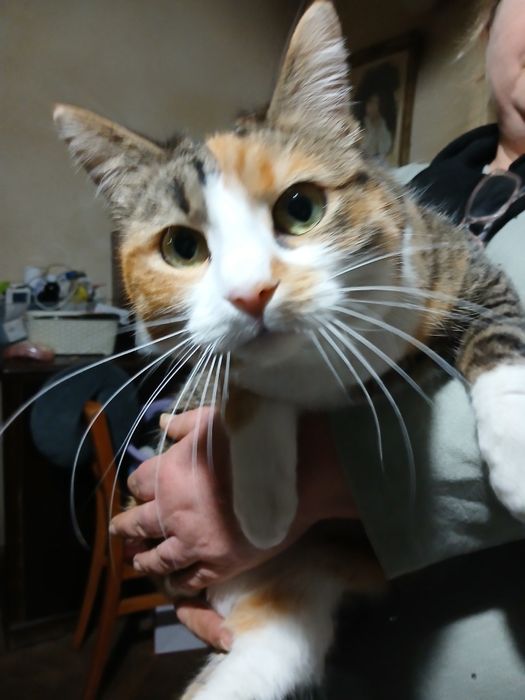 Adoptie pisica van turcesc calico kia