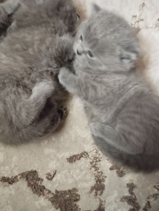 Продаются котята шатланские