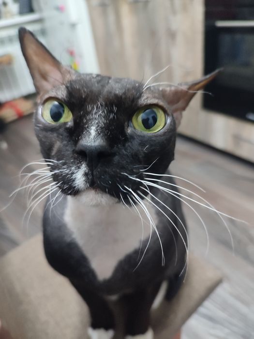 Отдам кота в очень хорошие руки