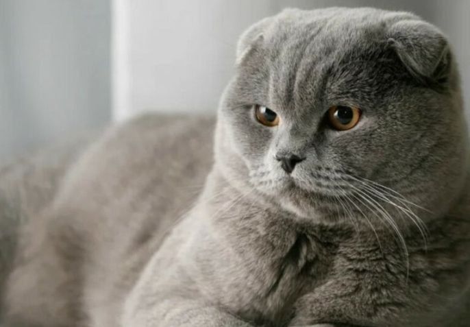 Вязкага угил мушук бор.Соглом, жудаям чиройли