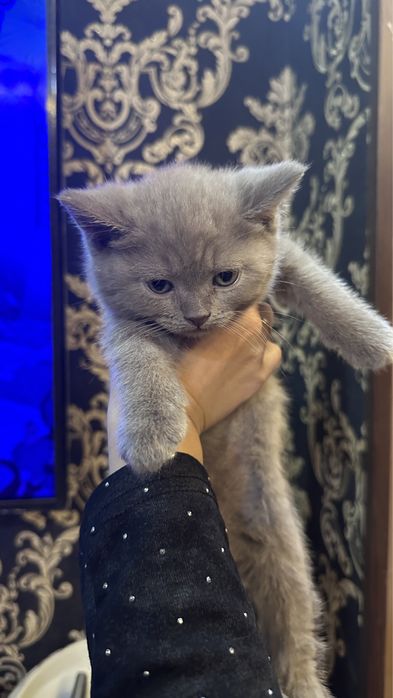 Срочно продаются британские котята чистокровные
