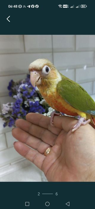 Продаётся ручной поаугай