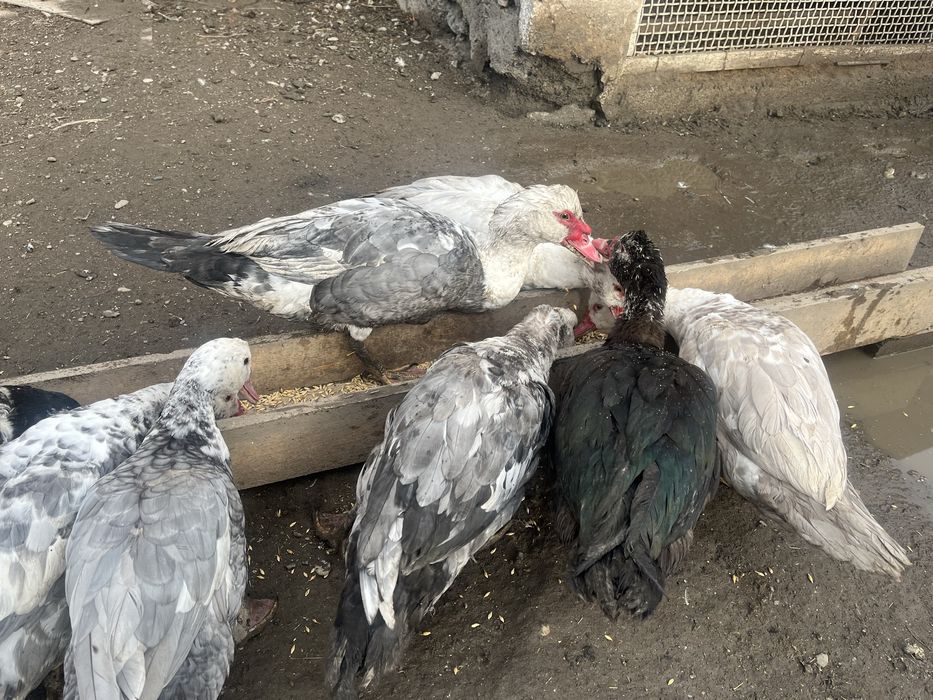 Шипуны индоутки