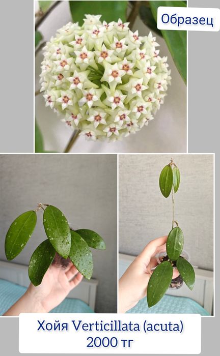 Хойя разные сорта комнатные цветы