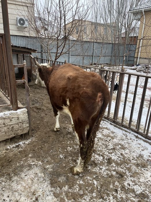 Семіз қысыр сиыр