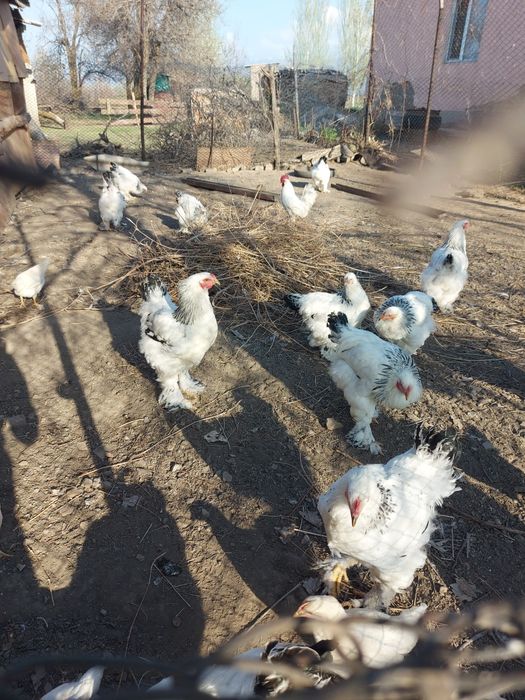 Продам петушков брама