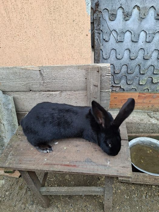 Vând iepuroaica grefier