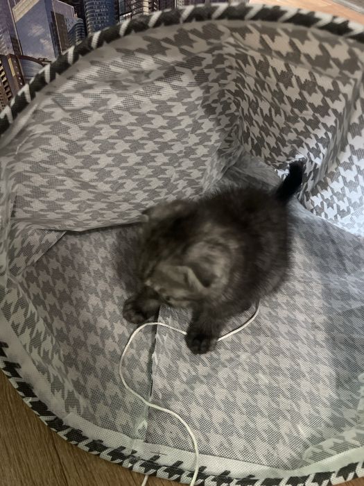 Котенок шотландец британец