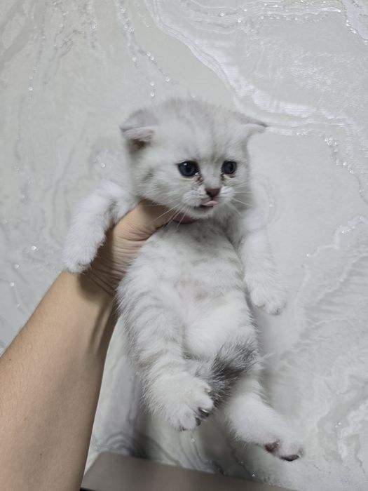 Серебристый шиншилла девичка