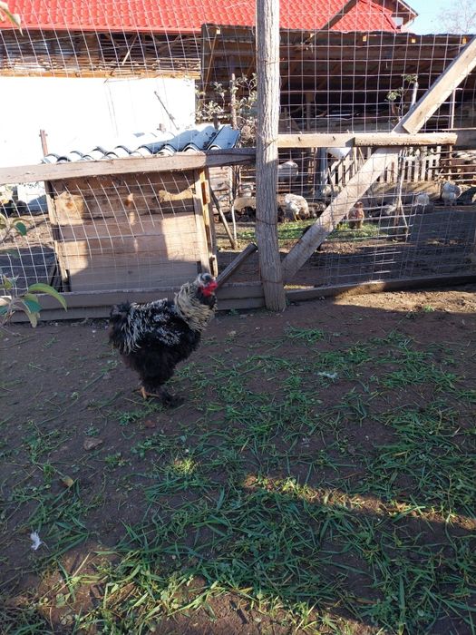 Gaini motate oua pentru incubat