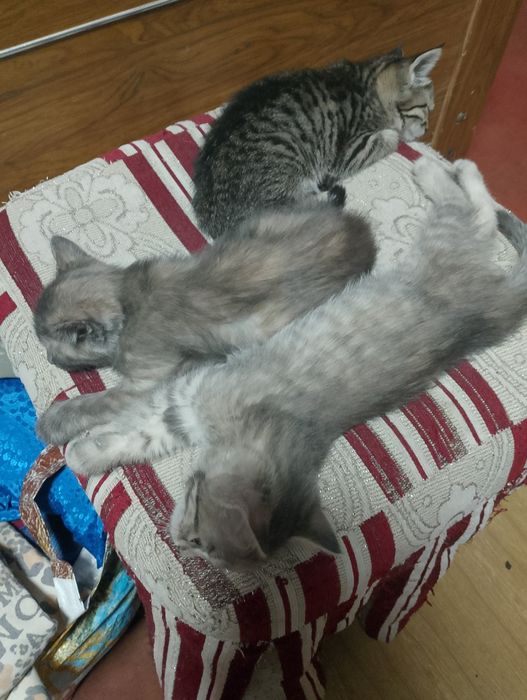 Отдам в добрые руки