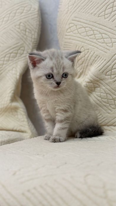 Котёнок девочка